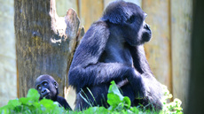 Gorillababy (2).jpg